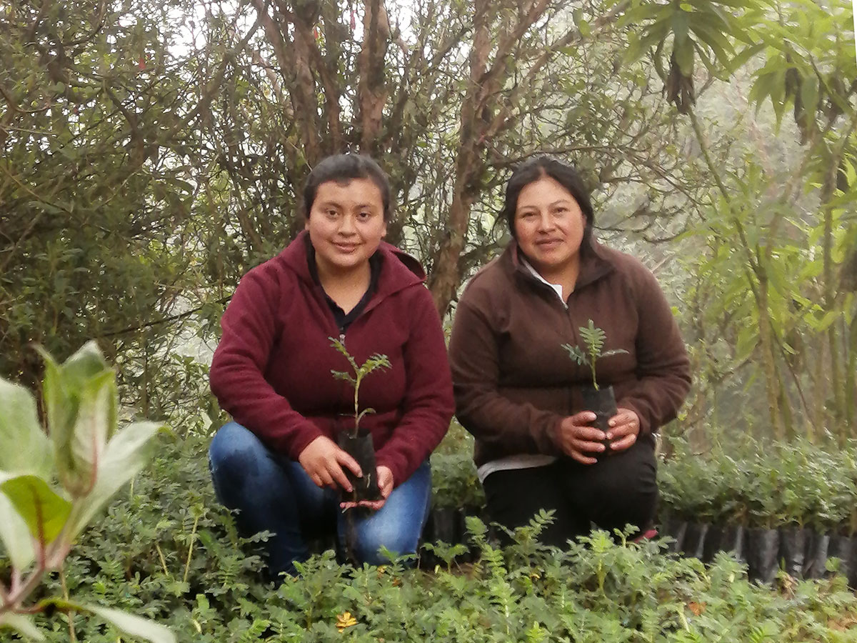 Polylepis trees reforestation at our Yanacocha reserve!